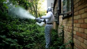 Desinsectacion_rodesan_3